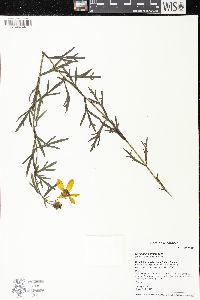 Coreopsis palmata image