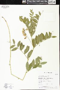 Lathyrus venosus image