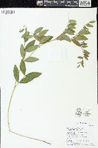 Lathyrus venosus image