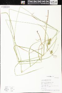 Carex molesta image