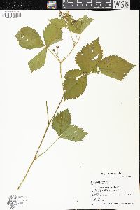 Rubus flagellaris image