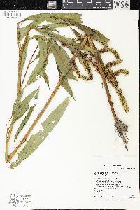 Rumex altissimus image