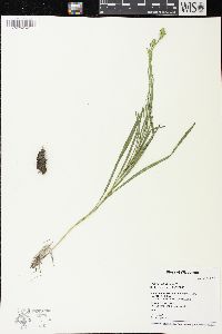 Liatris cylindracea image