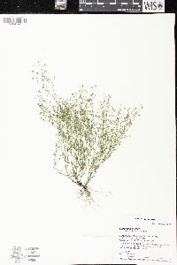 Gypsophila muralis image