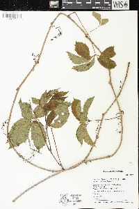 Parthenocissus inserta image