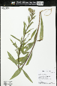 Oenothera parviflora image