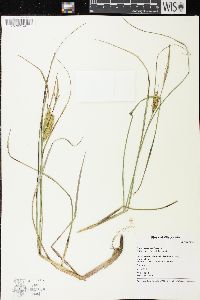 Carex rostrata image