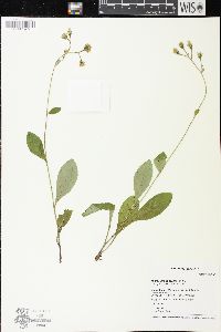 Hieracium scabrum image