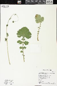 Geum macrophyllum image