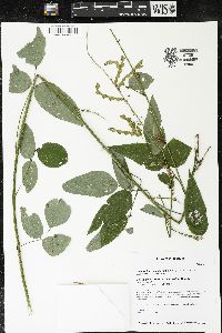 Desmodium cuspidatum image