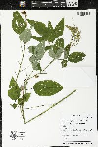 Desmodium cuspidatum image