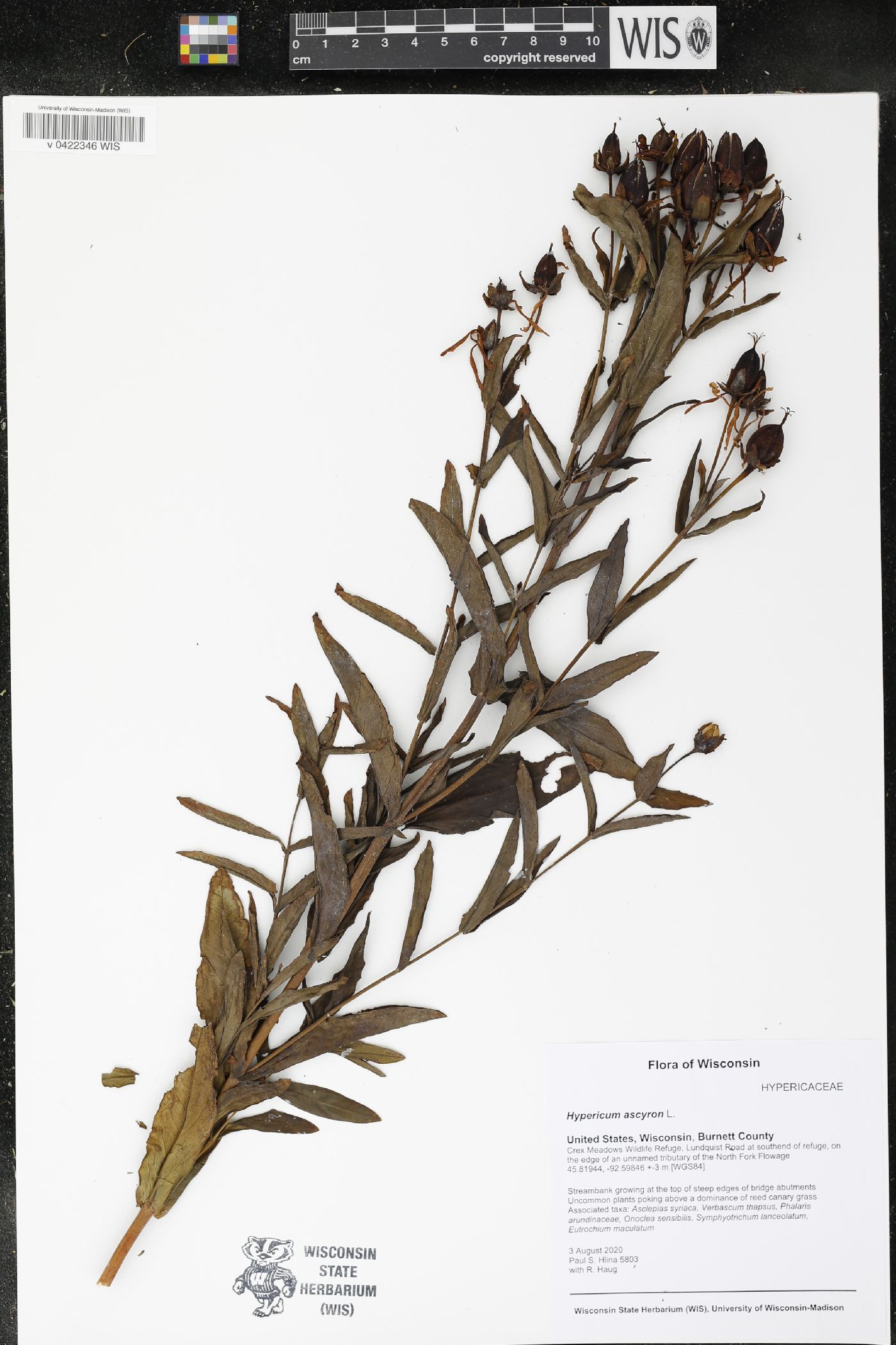 Hypericum ascyron image
