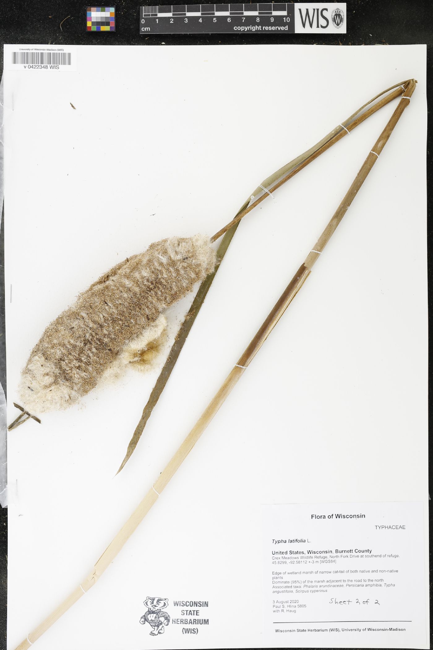 Typha latifolia image