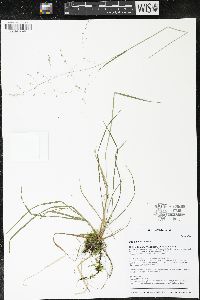 Poa alsodes image