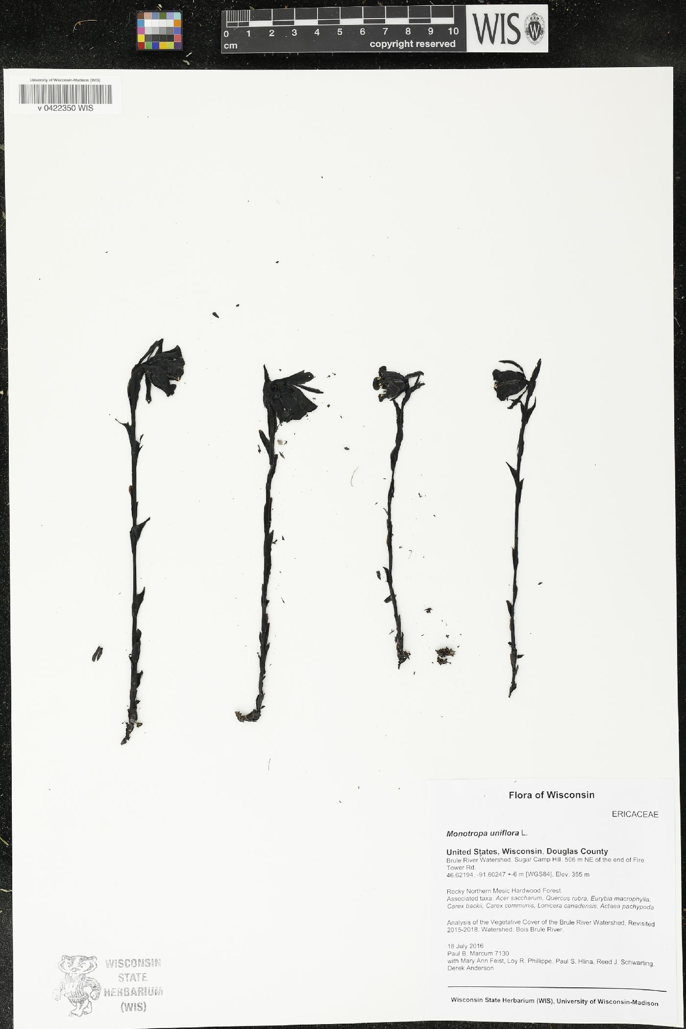 Monotropa uniflora image