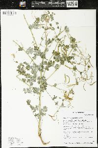 Capnoides sempervirens image