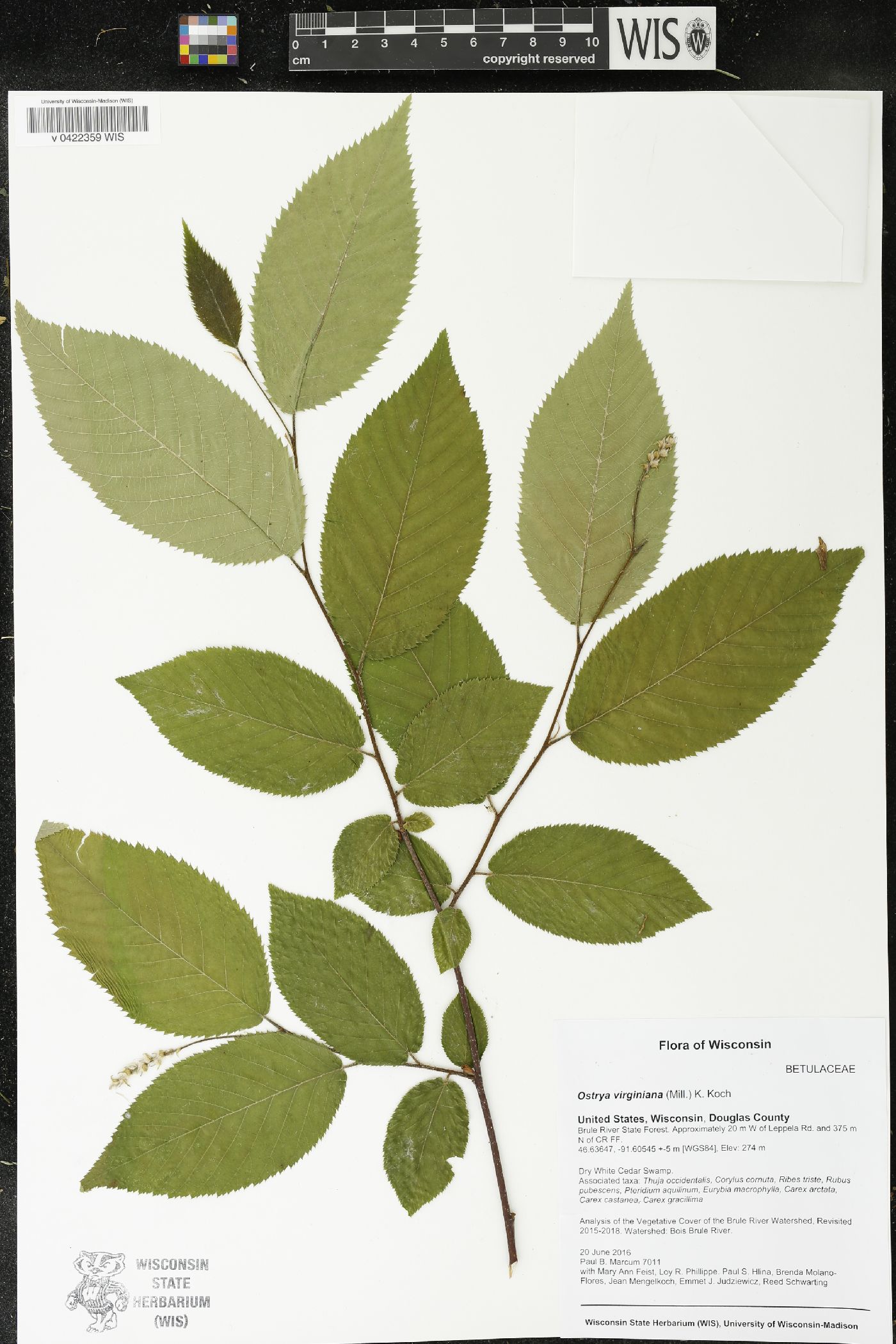 Ostrya virginiana image