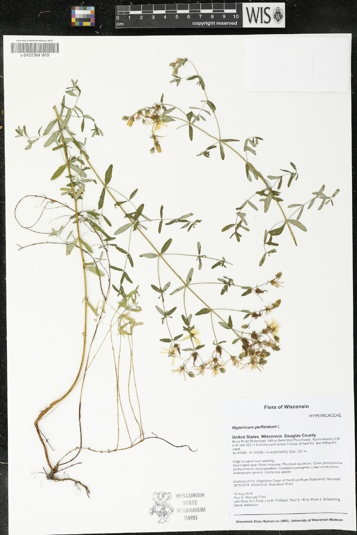 Hypericum perforatum image