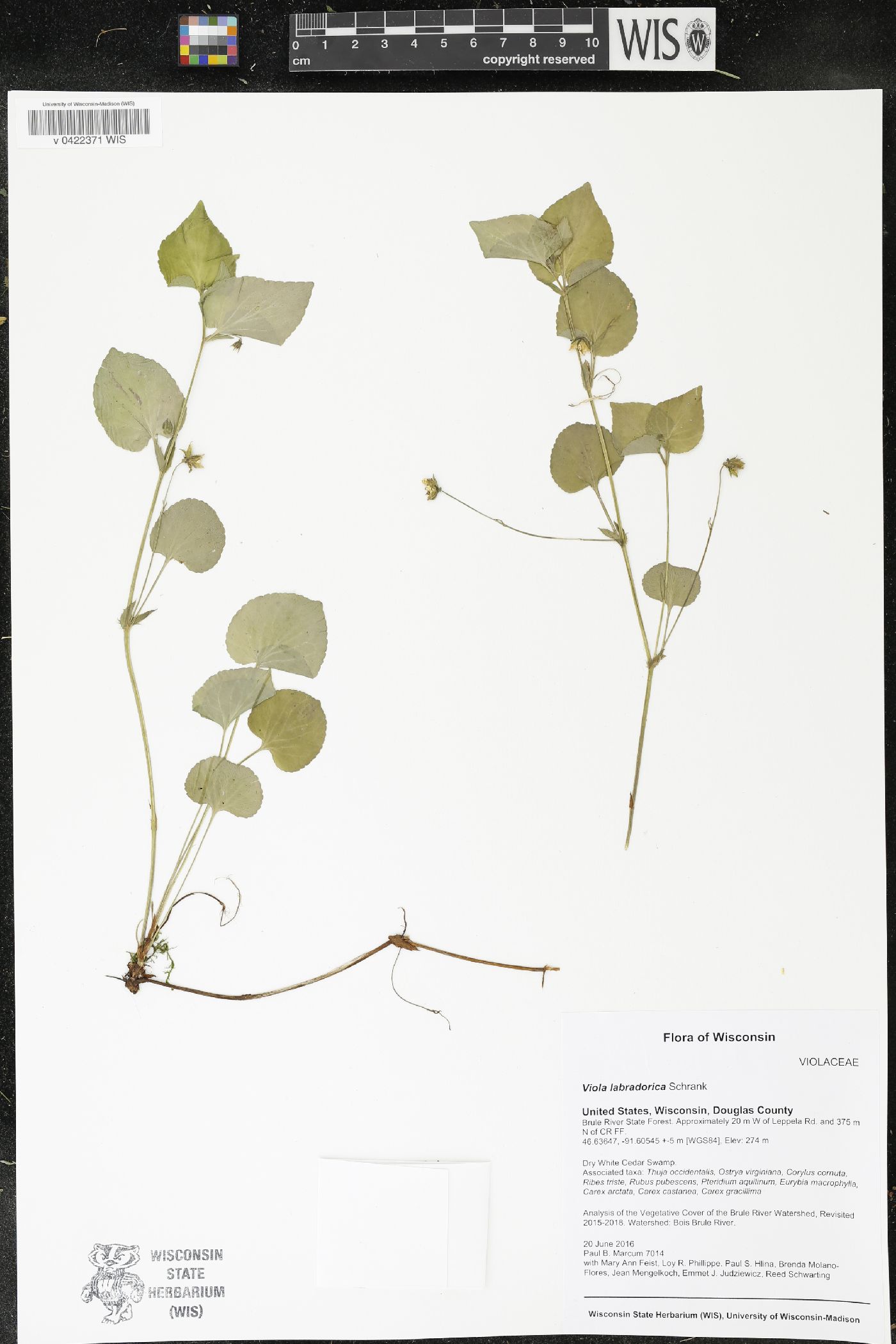 Viola labradorica image