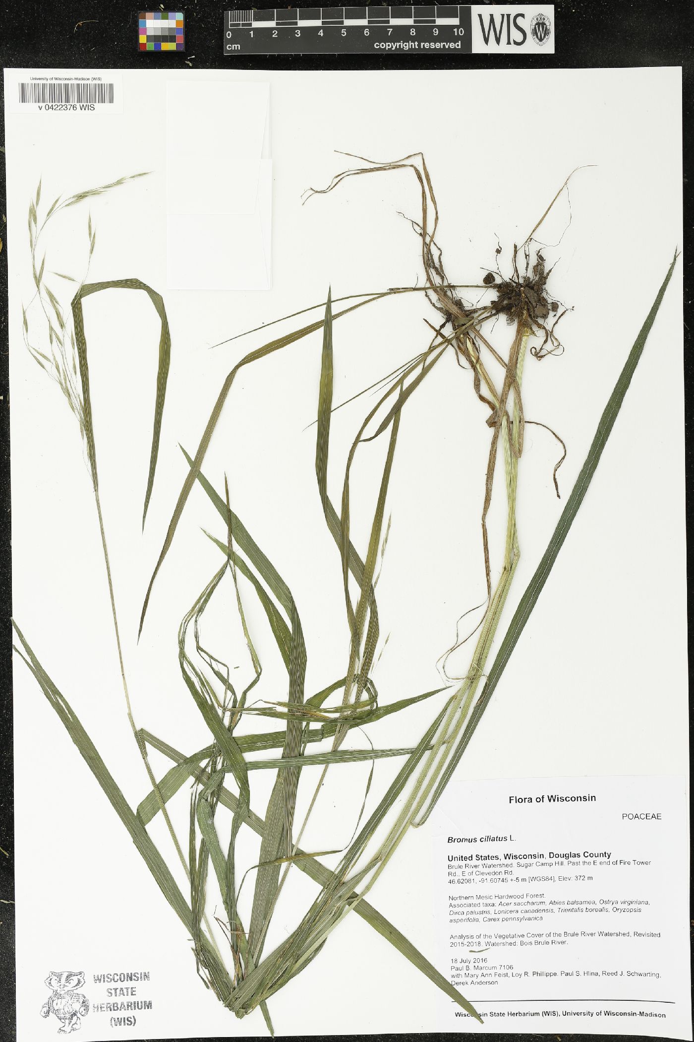 Bromus ciliatus image