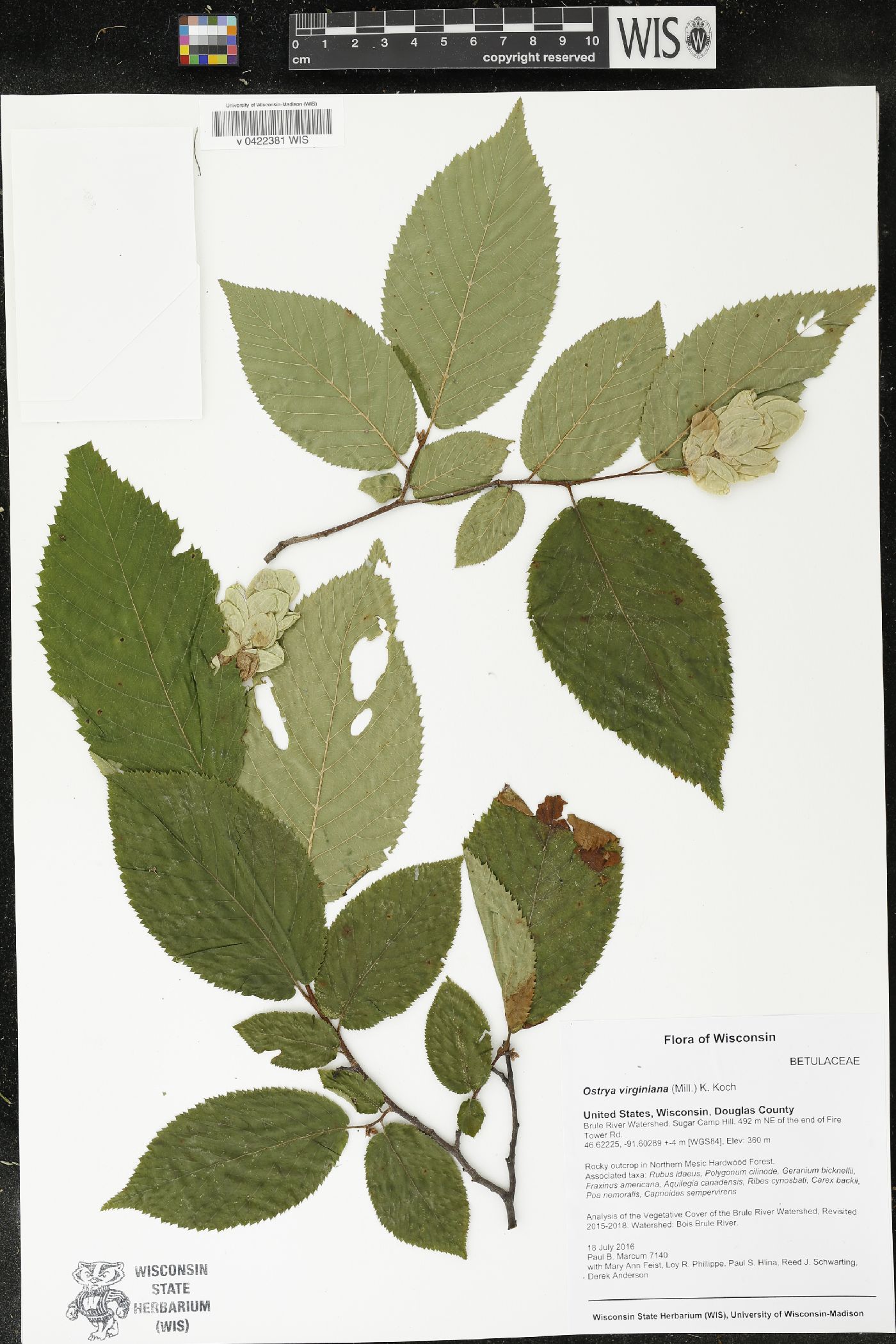 Ostrya virginiana image