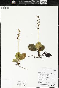 Pyrola elliptica image