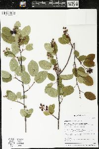 Amelanchier sanguinea image