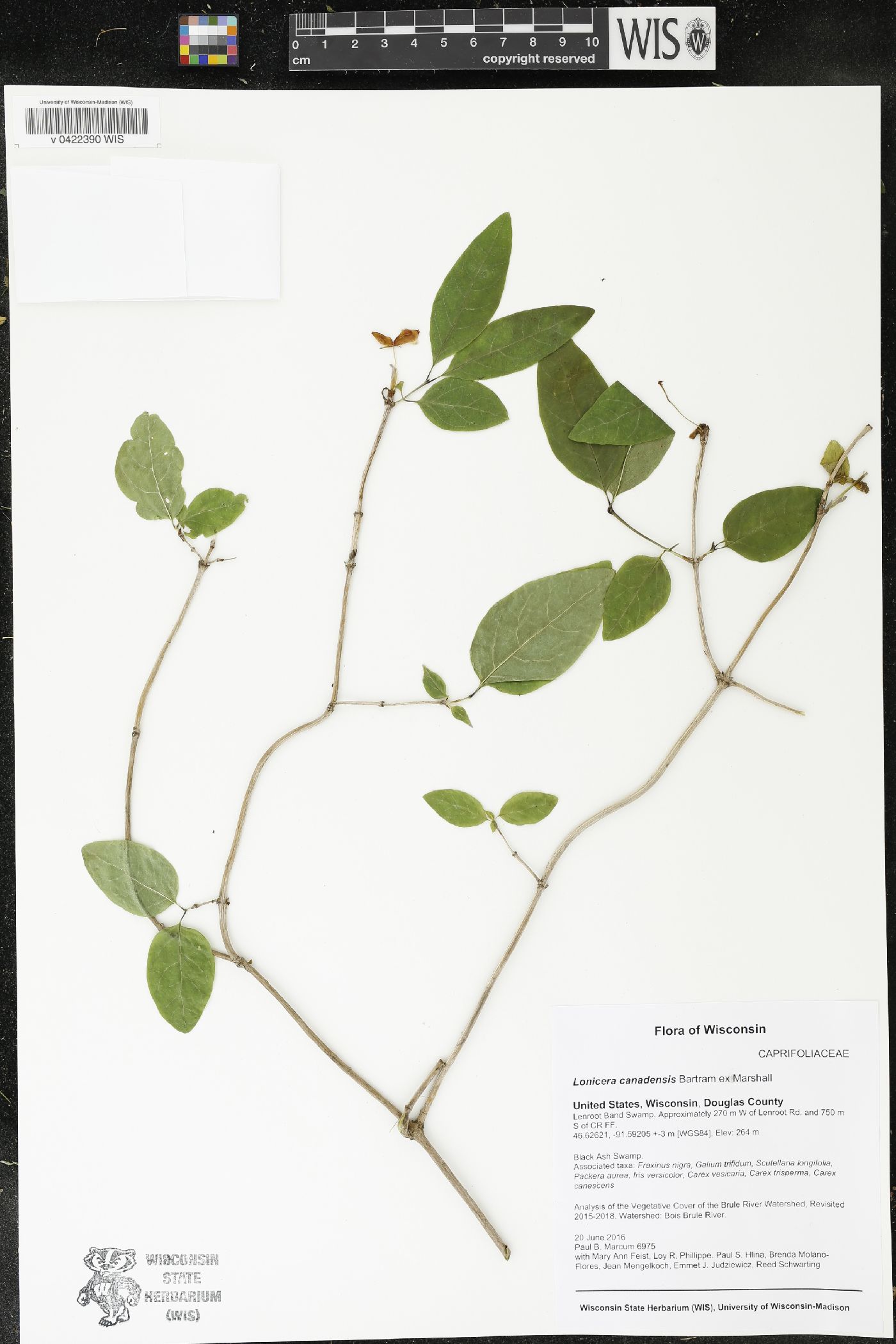 Lonicera canadensis image