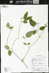 Lonicera canadensis image
