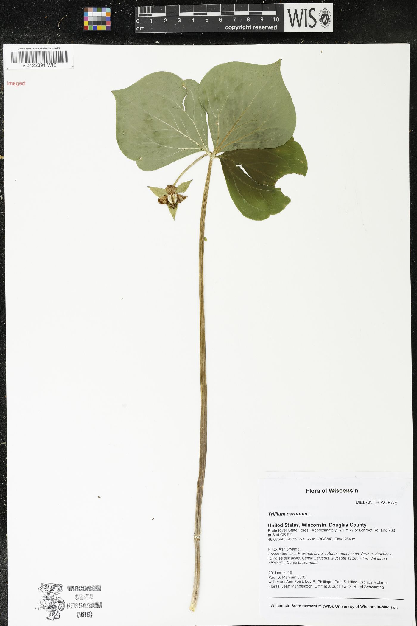 Trillium cernuum image