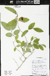 Lonicera canadensis image