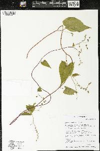 Fallopia cilinodis image