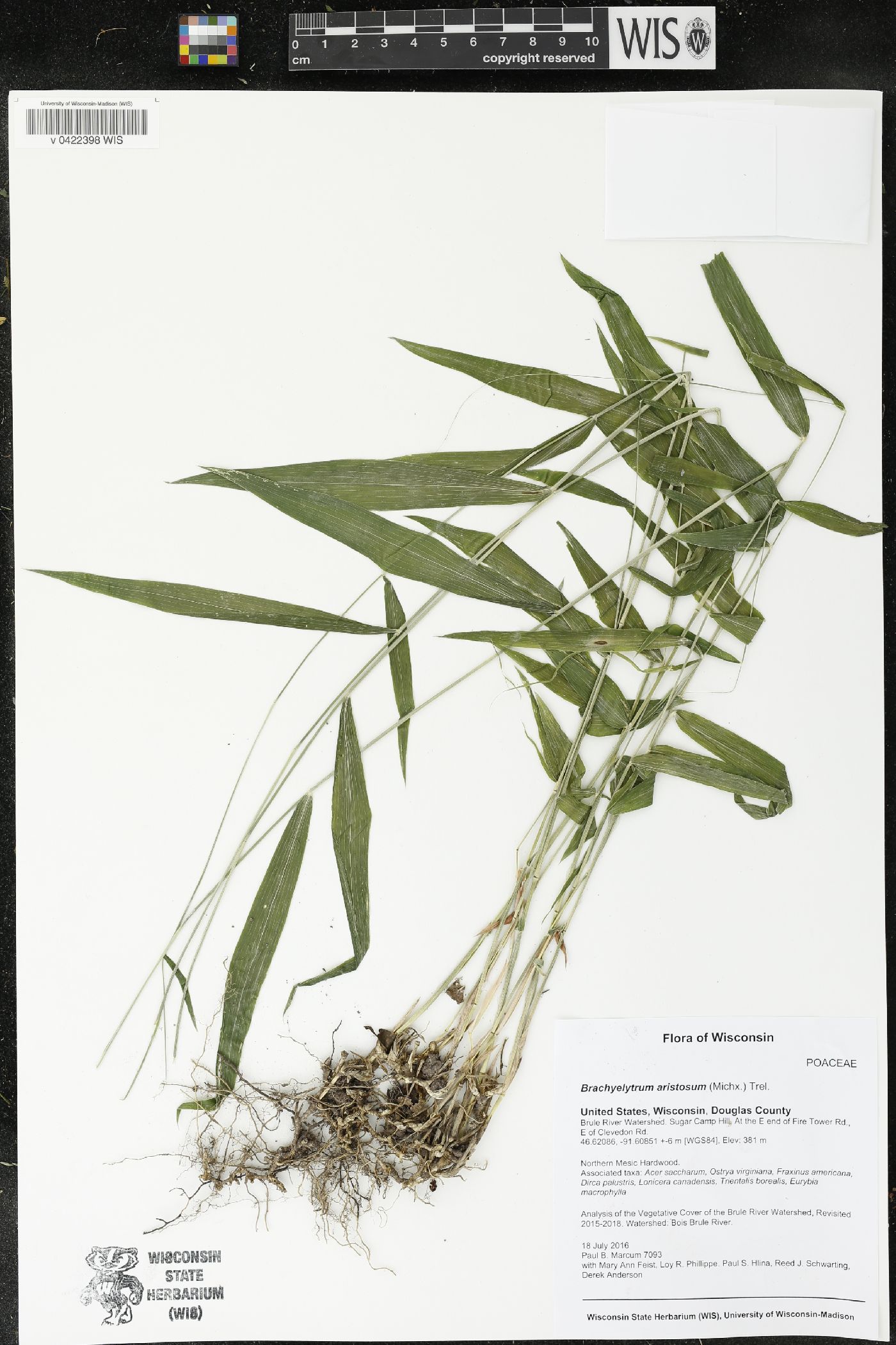 Brachyelytrum aristosum image