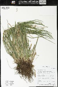 Carex castanea image