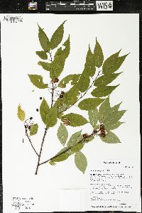 Prunus pensylvanica image