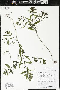 Melampyrum lineare image