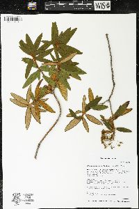 Rhododendron groenlandicum image
