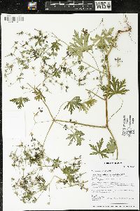 Geranium bicknellii image