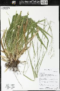 Carex arctata image