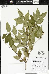 Diervilla lonicera image