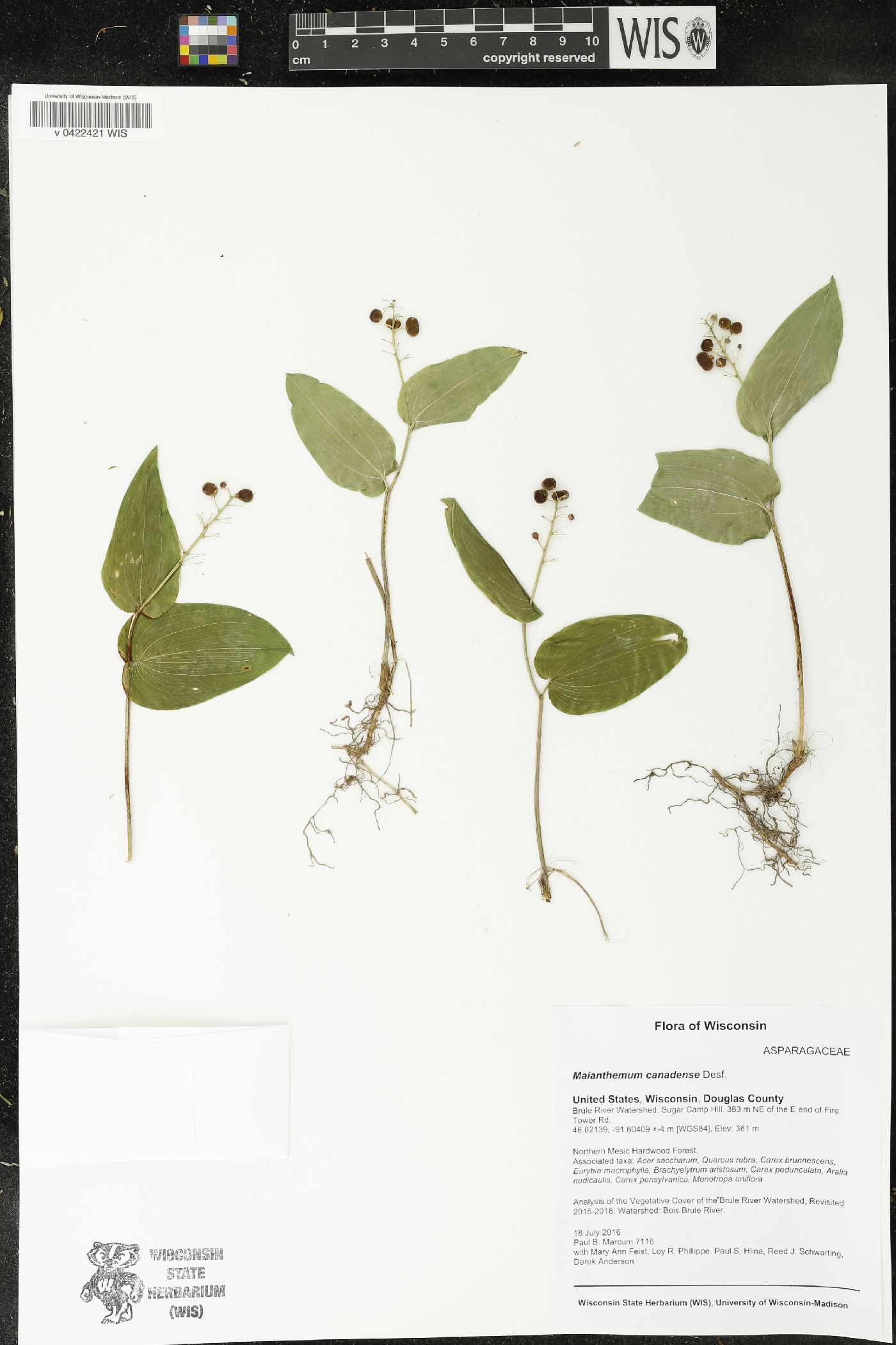 Maianthemum canadense image