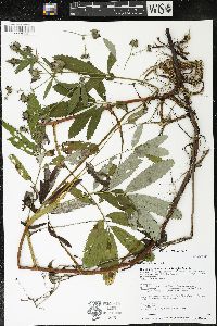Comarum palustre image