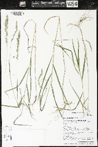 Muhlenbergia glomerata image