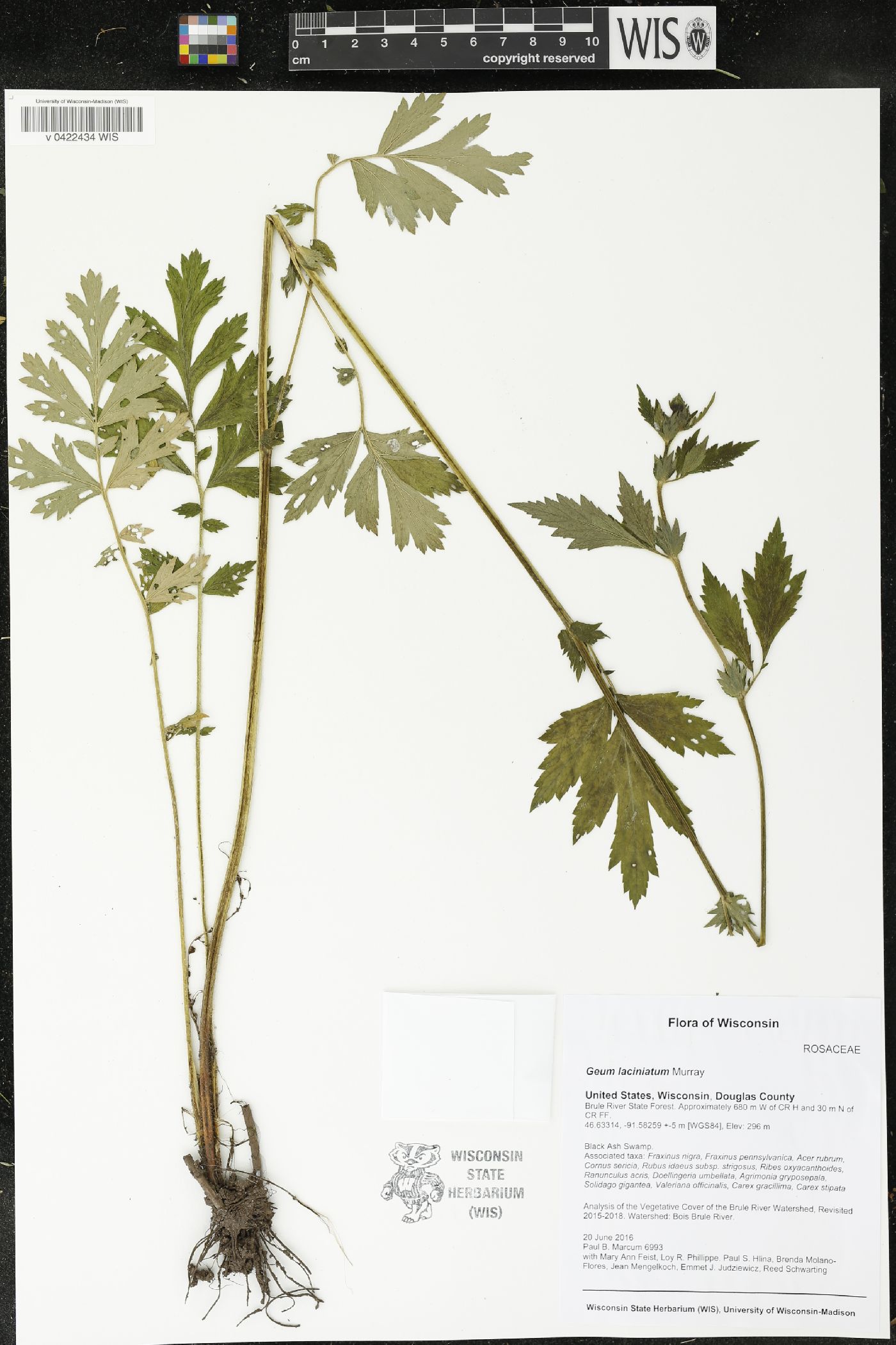Geum laciniatum image