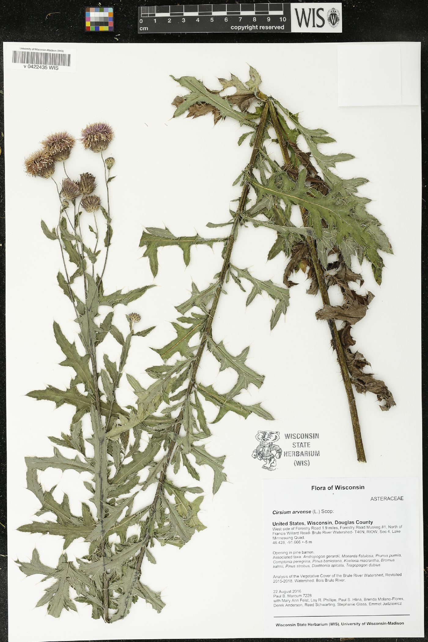 Cirsium arvense image