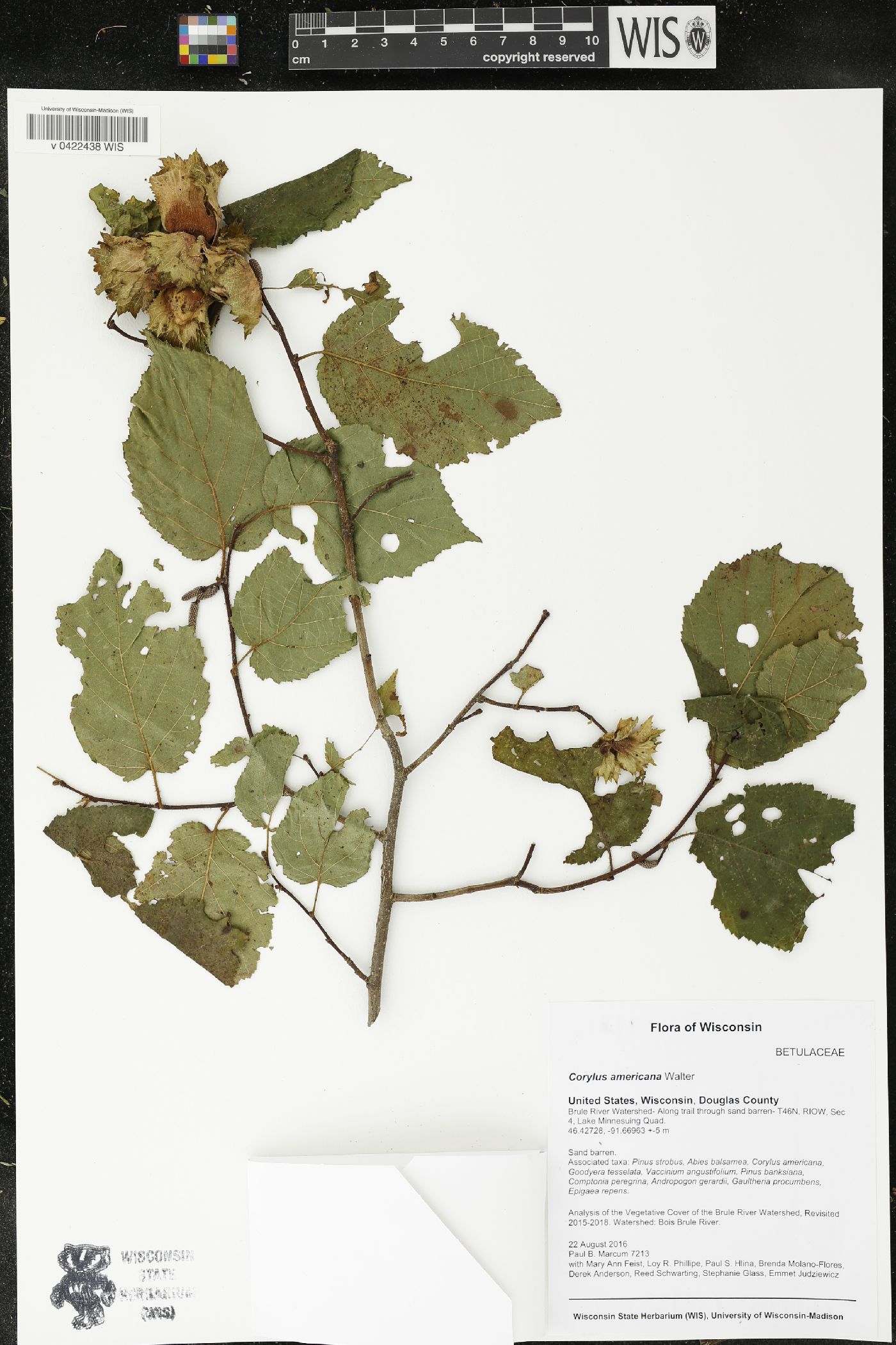 Corylus americana image