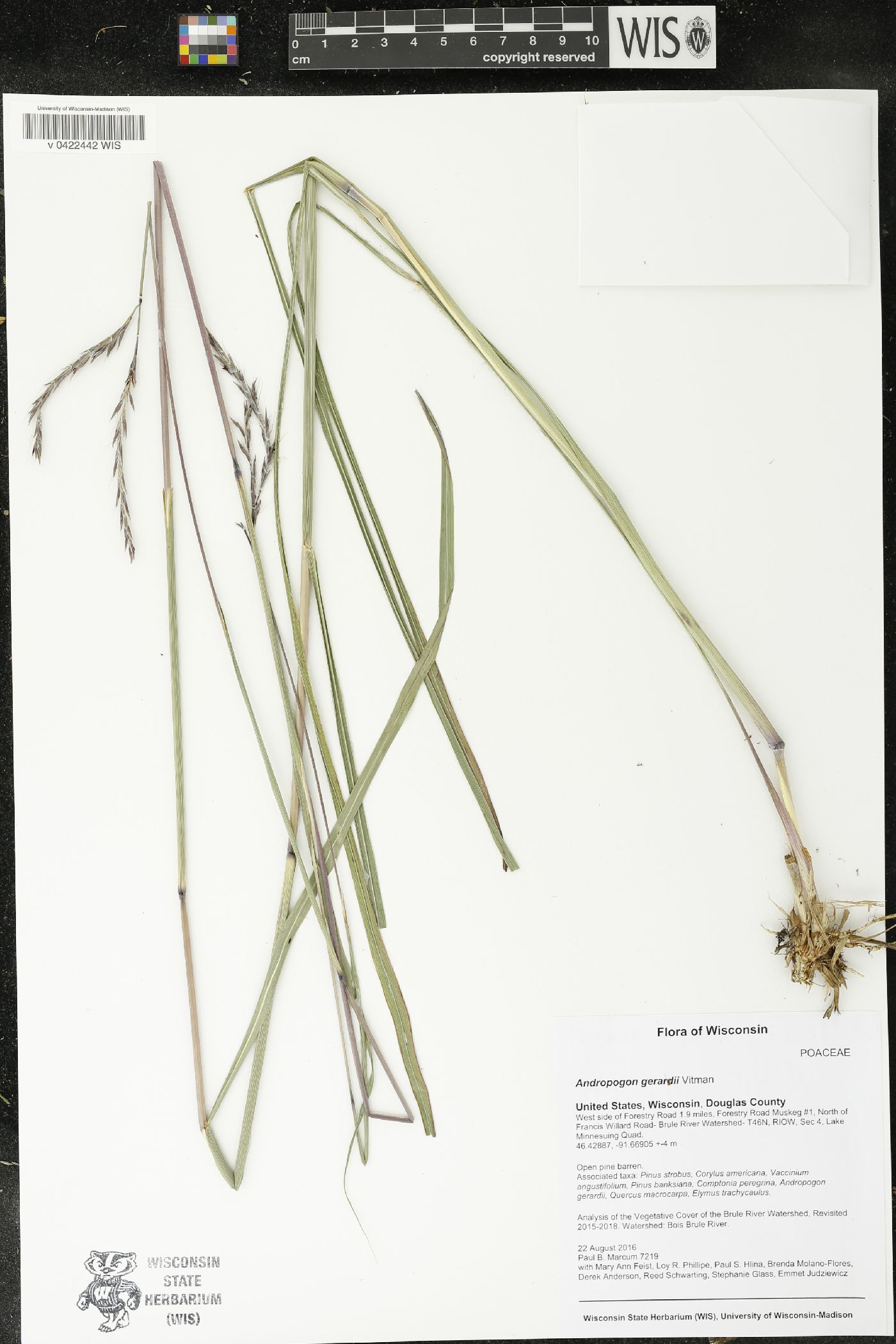 Andropogon gerardii image
