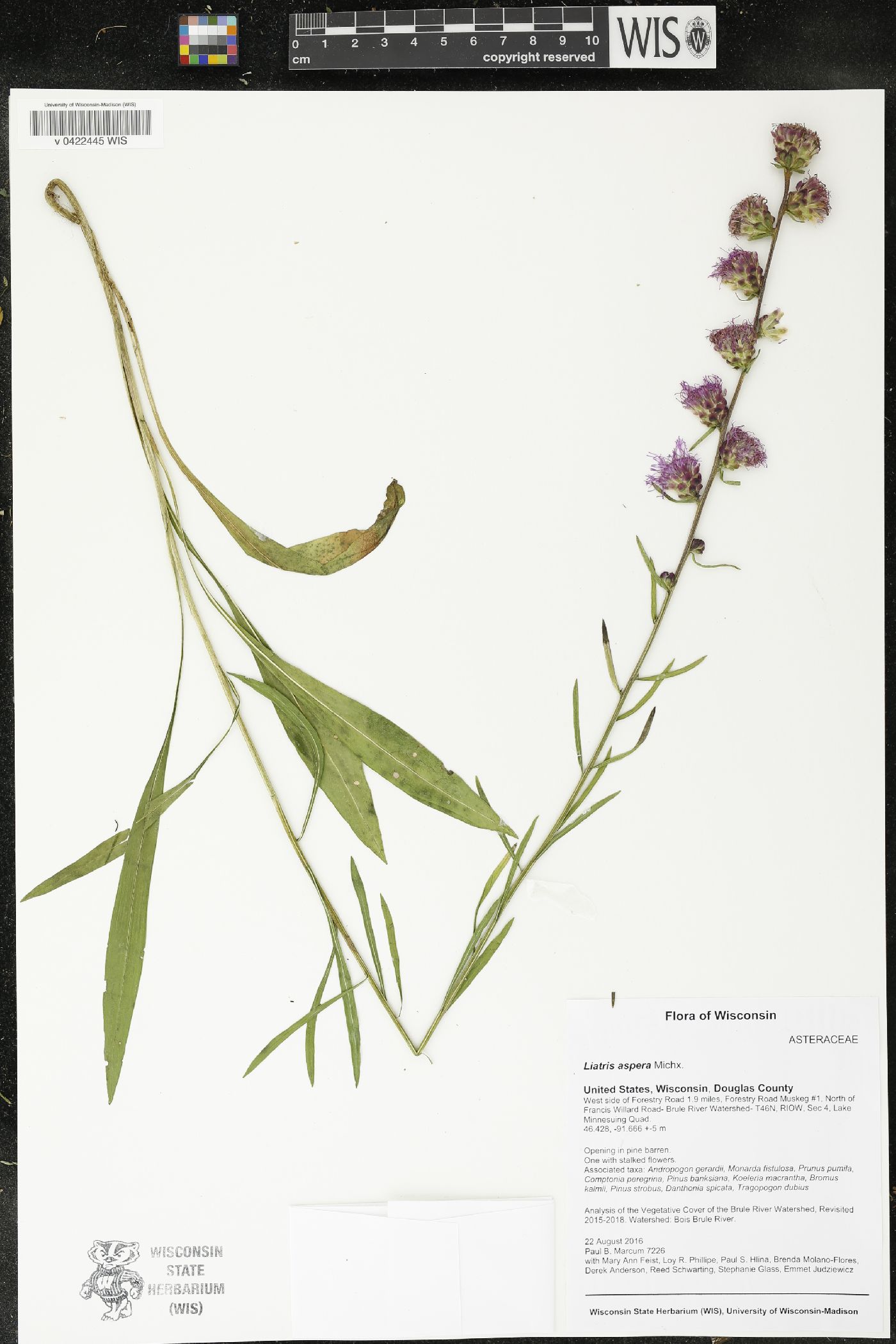 Liatris aspera image