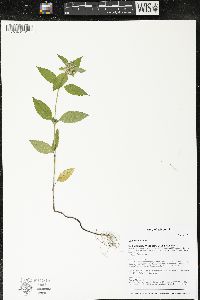 Galeopsis tetrahit image