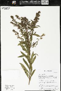 Spiraea alba image